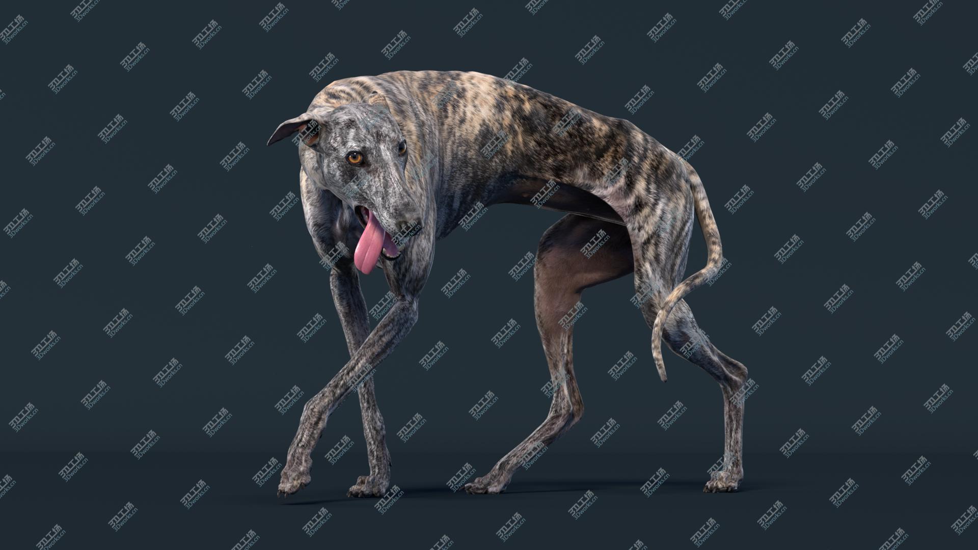 images/goods_img/202105074/3D Greyhound (2) (Rigged) model/3.jpg